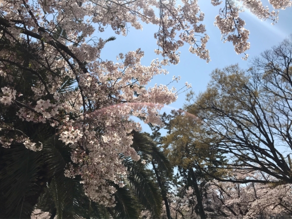 桜