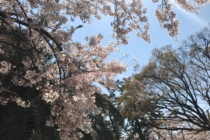 桜