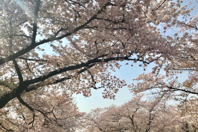 桜