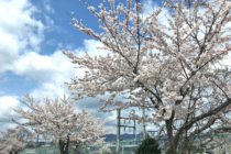 桜